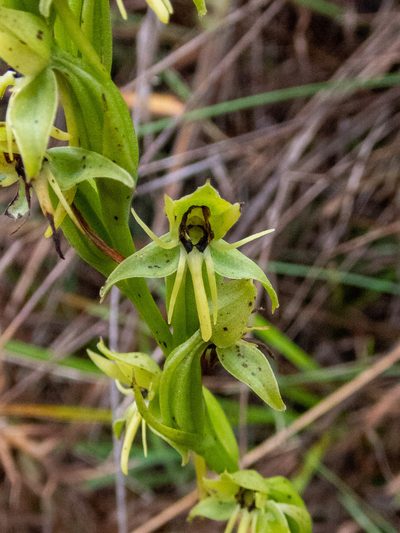 Habenaria gollmeri, photographed by Thibaud Aronson