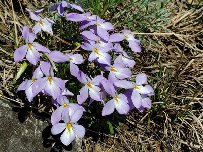 Viola pedata, photographed by Samuel A Schmid, PhD, PWS