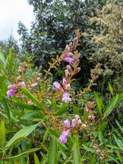 Lamourouxia sylvatica, photographed by Thibaud Aronson