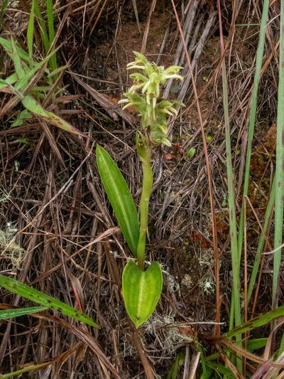 Pelexia hirta, photographed by Thibaud Aronson
