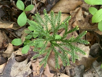 Dendrolycopodium obscurum, photographed by Ryan Schmidt