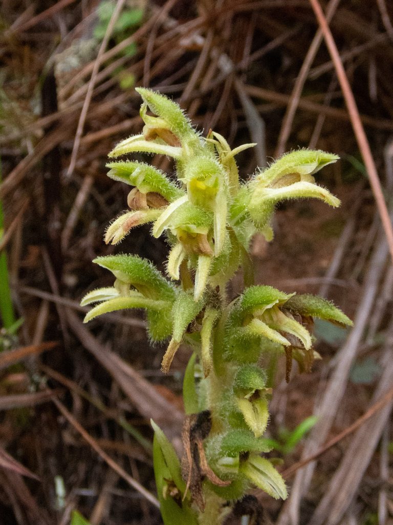 Pelexia hirta, photographed by Thibaud Aronson