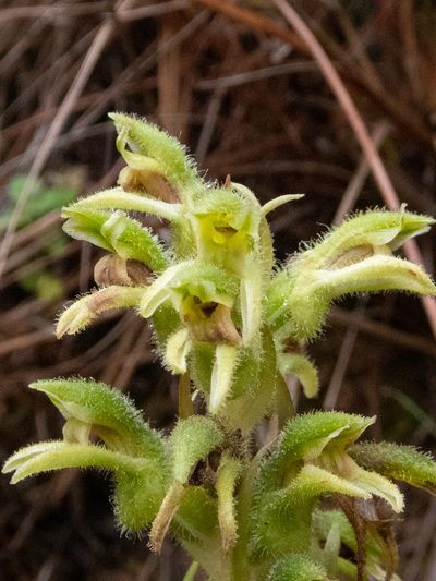 Pelexia hirta, photographed by Thibaud Aronson