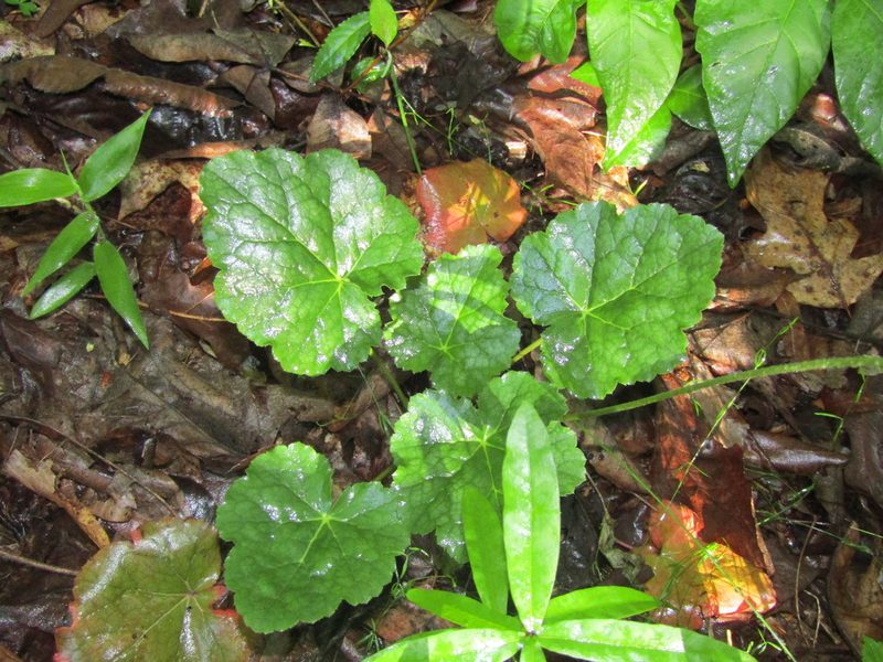 Heuchera caroliniana, photographed by jfox16