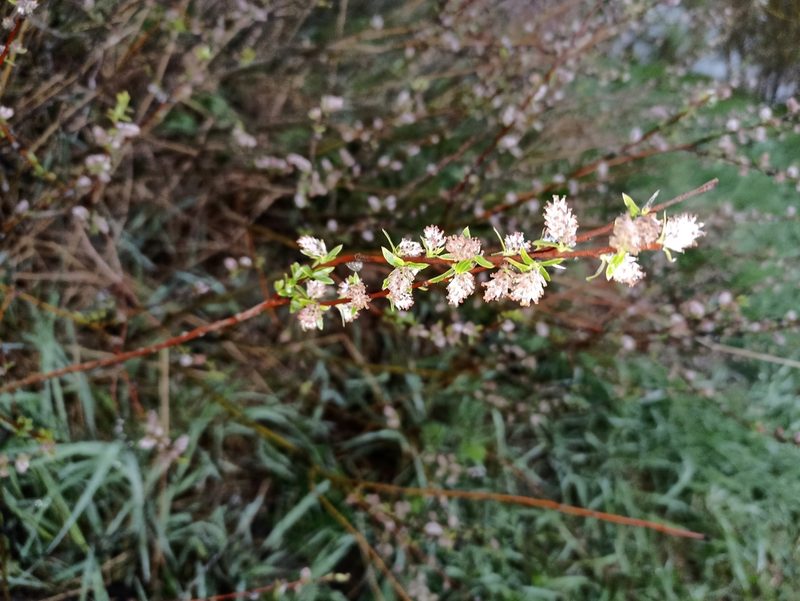 Salix rosmarinifolia, photographed by Тут могла быть ваша реклама