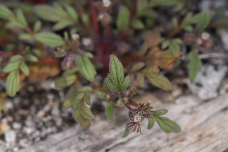 Phacelia eisenii, photographed by Trevor Van Loon