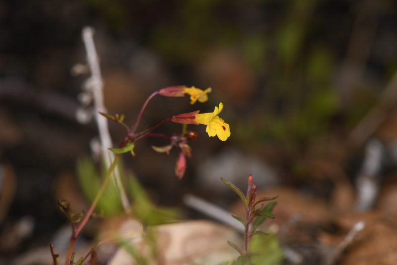 Erythranthe laciniata, photographed by Trevor Van Loon