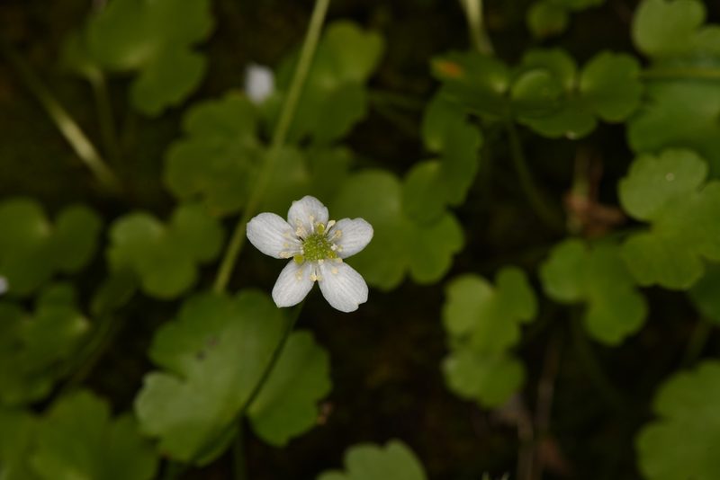 Ranunculus hystriculus, photographed by Trevor Van Loon