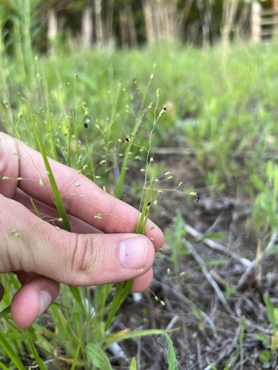 Dichanthelium linearifolium, photographed by Nathan Aaron