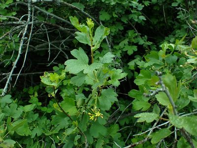 Ribes aureum, photographed by James H. Thomas