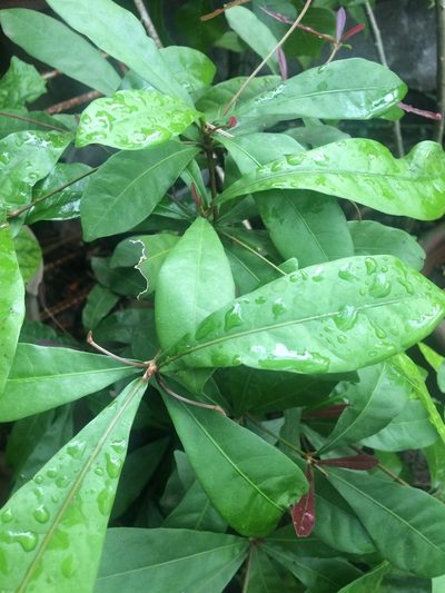 Synsepalum dulcificum, photographed by Greg III Espera