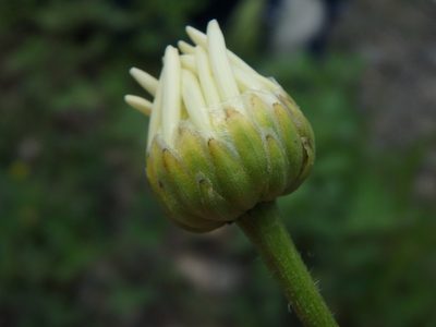 Leucanthemum pallens, photographed by Daniel Cahen