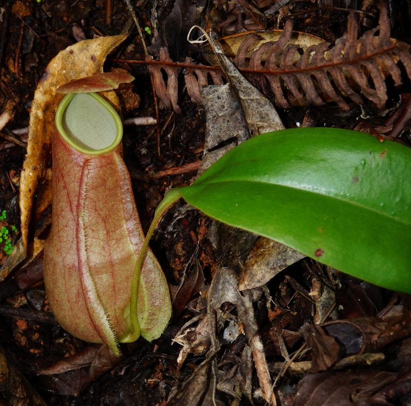 Nepenthes distillatoria, photographed by desertnaturalist