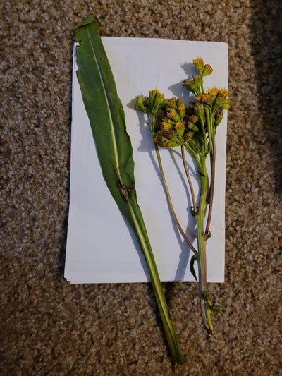 Senecio hydrophilus, photographed by Konshau Duman