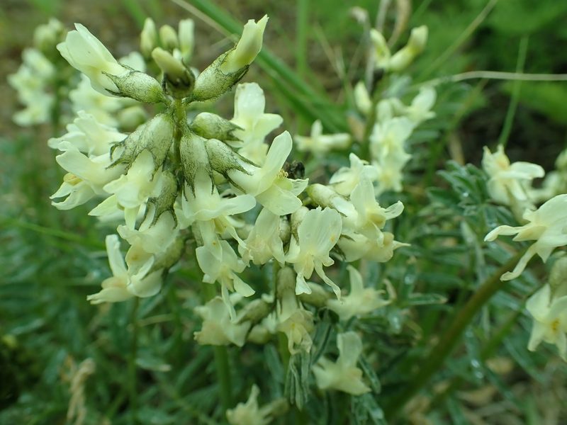 Astragalus leibergii, photographed by James H. Thomas