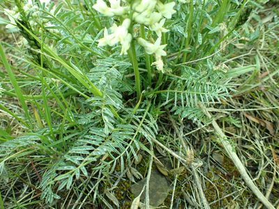 Astragalus leibergii, photographed by James H. Thomas