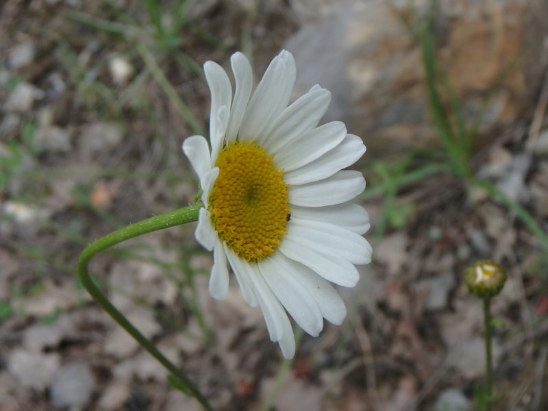 Leucanthemum pallens, photographed by Daniel Cahen