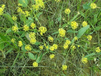 Lomatium nudicaule, photographed by James H. Thomas