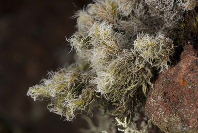 Racomitrium pruinosum, photographed by Peter de Lange