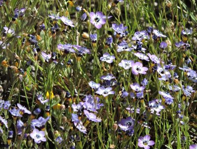 Gilia tricolor, photographed by Alex