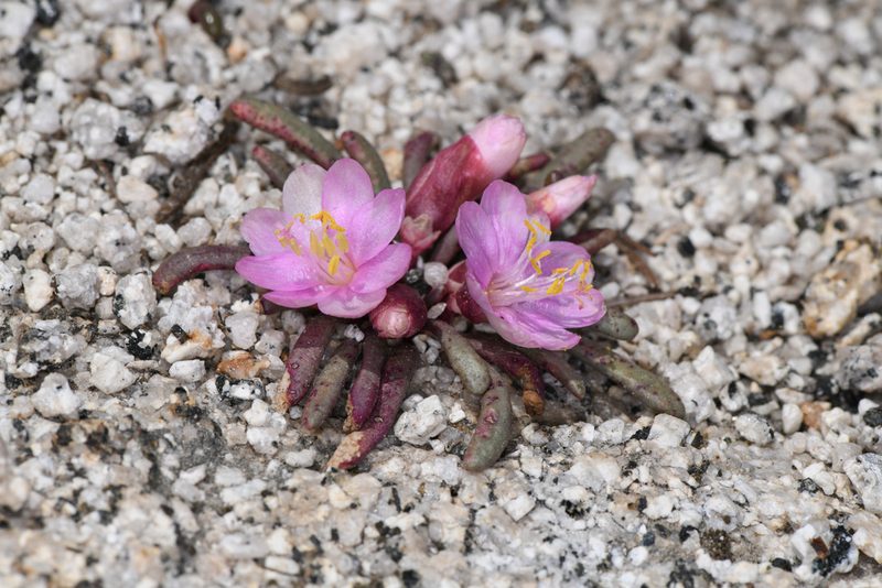 Lewisia disepala, photographed by Trevor Van Loon