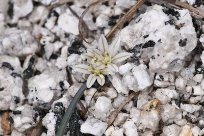 Allium obtusum, photographed by Trevor Van Loon