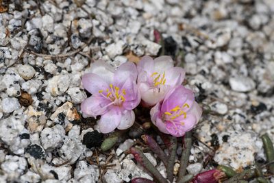 Lewisia disepala, photographed by Trevor Van Loon