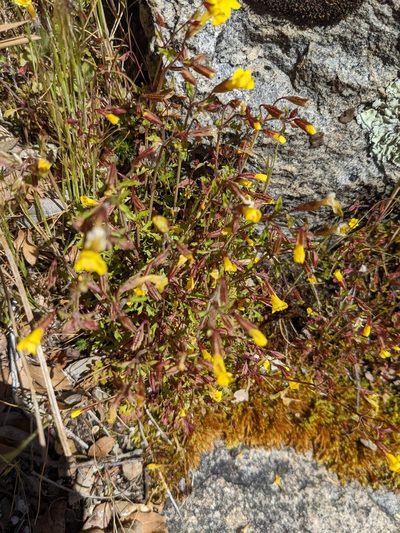 Erythranthe laciniata, photographed by Trevor Van Loon