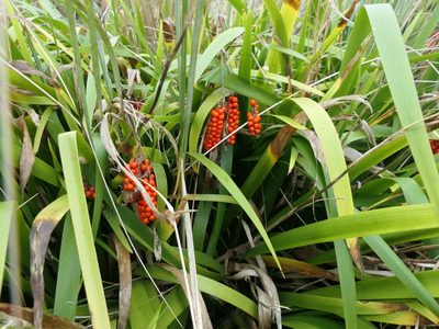Iris foetidissima, photographed by derek_onley
