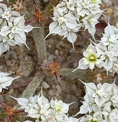 Chorizanthe diffusa, photographed by Irene