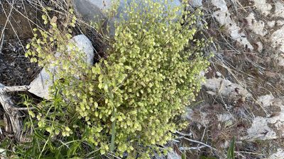 Emmenanthe penduliflora, photographed by Brendan Black
