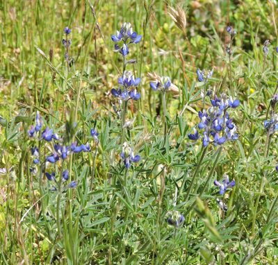 Lupinus bicolor, photographed by Alex