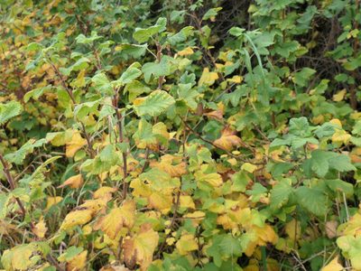 Ribes sanguineum, photographed by derek_onley