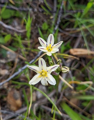 Triteleia hendersonii, photographed by Logan J.L. Bradley
