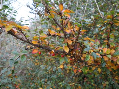 Cotoneaster simonsii, photographed by derek_onley