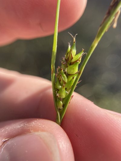 Carex striata, photographed by Bonnie Semmling