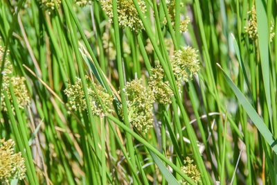 Juncus effusus, photographed by Jay Pruett