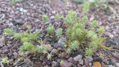 Ranunculus testiculatus, photographed by Alan Rockefeller