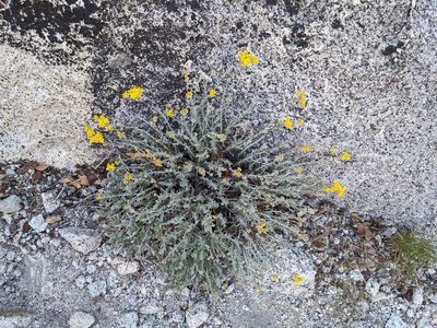 Eriophyllum confertiflorum, photographed by Trevor Van Loon