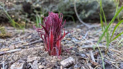 Sarcodes sanguinea, photographed by Trevor Van Loon