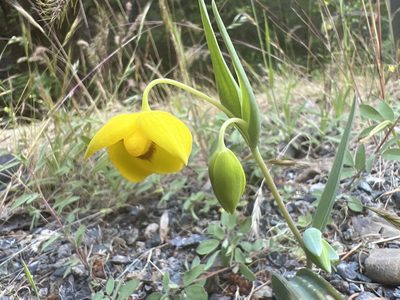Calochortus amabilis, photographed by Brook
