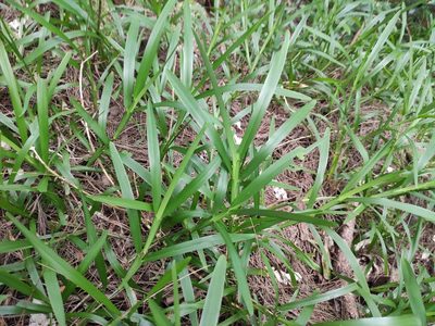 Stenotaphrum dimidiatum