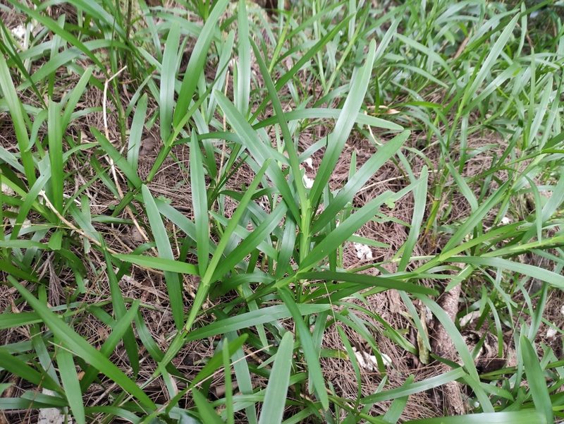 Stenotaphrum dimidiatum, photographed by Augustin Soulard