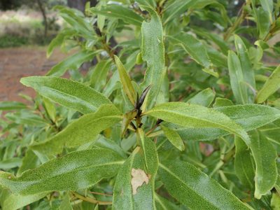 Myoporum laetum, photographed by derek_onley