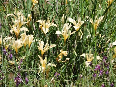 Iris fernaldii, photographed by Alex