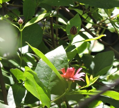 Calycanthus occidentalis, photographed by Alex