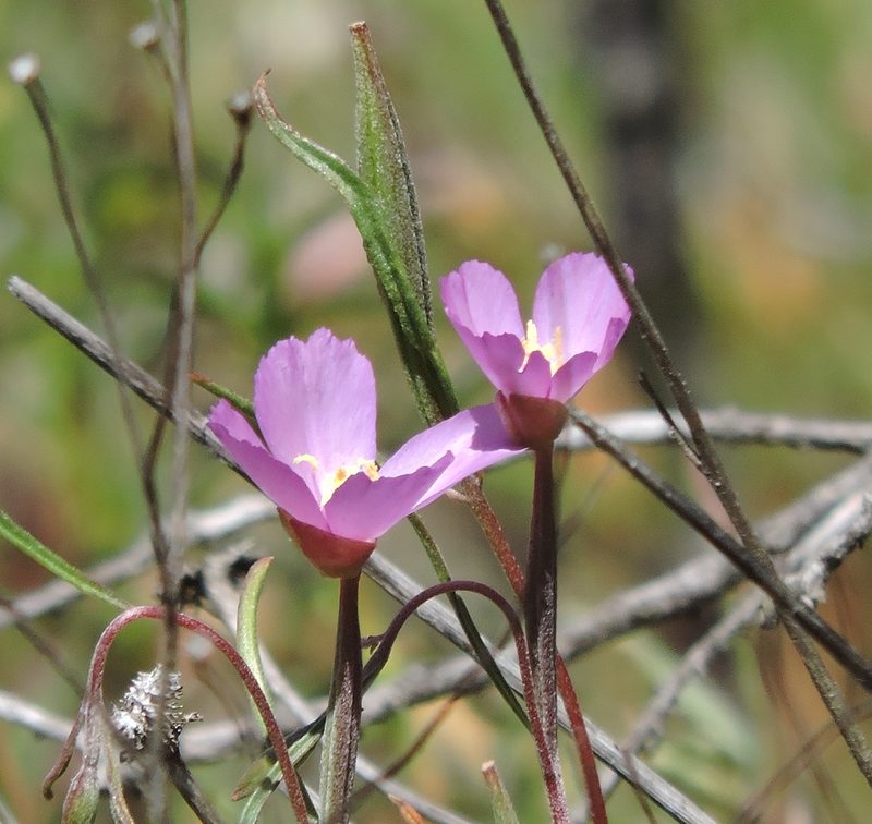 Clarkia gracilis, photographed by Alex