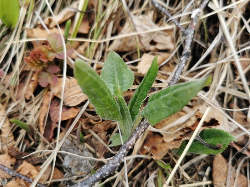 Saussurea pseudotilesii, photographed by Валерия Ковалева