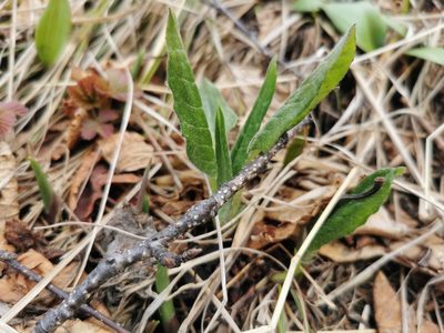 Saussurea pseudotilesii, photographed by Валерия Ковалева