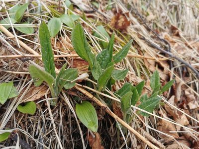 Saussurea pseudotilesii, photographed by Валерия Ковалева